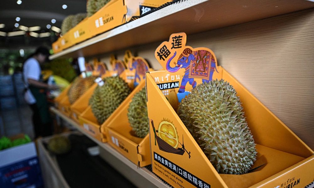 durian color box