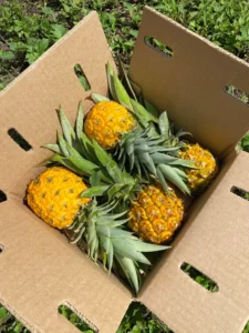 corrugated pineapple export cartons stacked on pallets